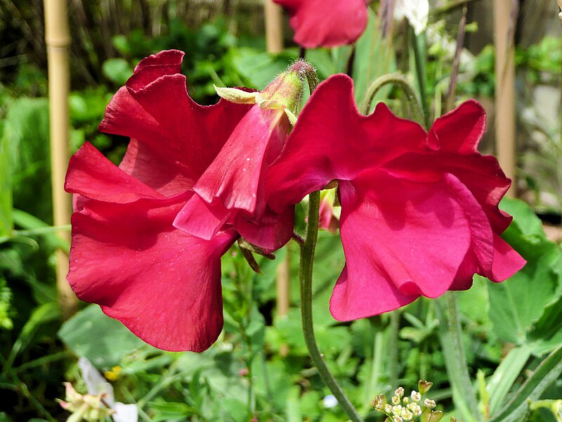 Sweet Pea 'deep Rose' Seeds – Boondie Seeds