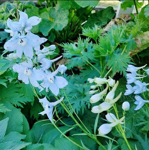 Larkspur 'blue Cloud' Seeds – Boondie Seeds