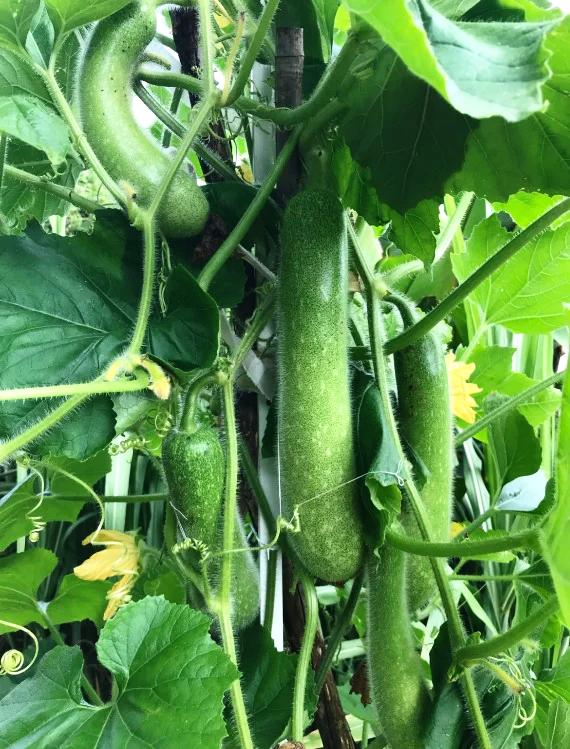 Hairy Gourd   Hairy Melon   Mao Gua   Fuzzy Gourd Seeds – Boondie Seeds