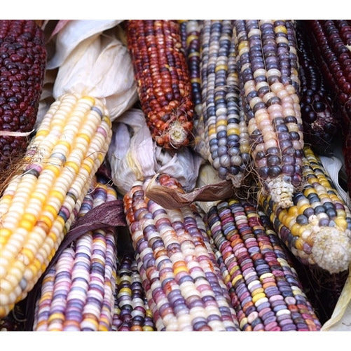 Sweet Corn Anasazi Seeds Boondie Seeds