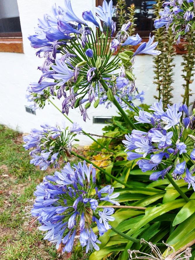 AGAPANTHUS 'Australian Blue' perennial flower seeds – Boondie Seeds