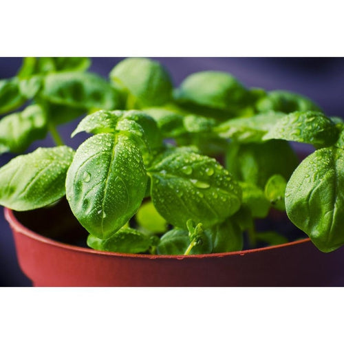 BASIL Sweet Genovese seeds Boondie Seeds