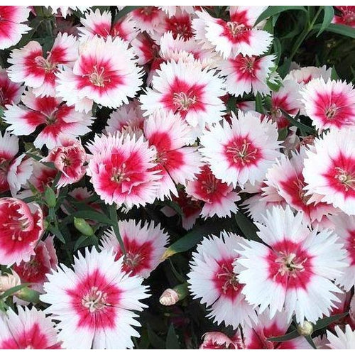 Dianthus   Pinks 'single Mixed' Seeds – Boondie Seeds