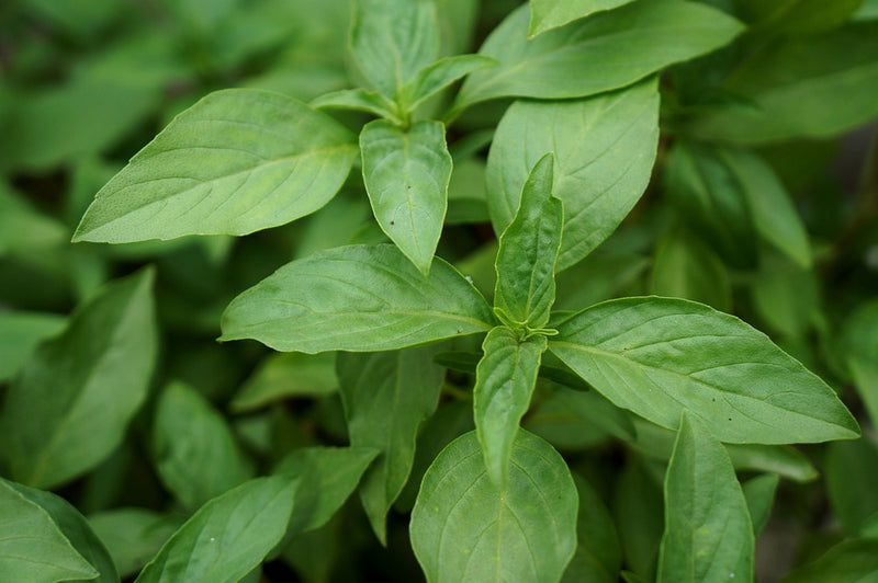 BASIL Mrs Burns Lemon and Lime seeds Boondie Seeds