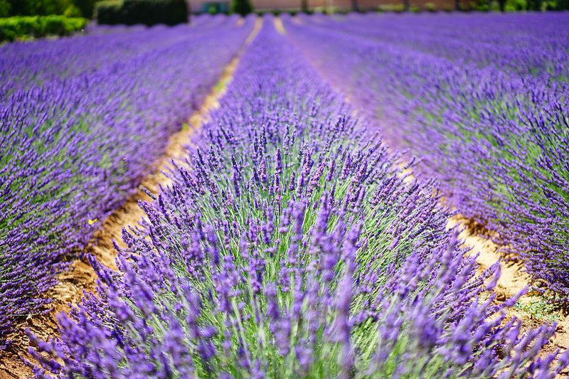 LAVENDER 'English' True Lavender Seeds – Boondie Seeds