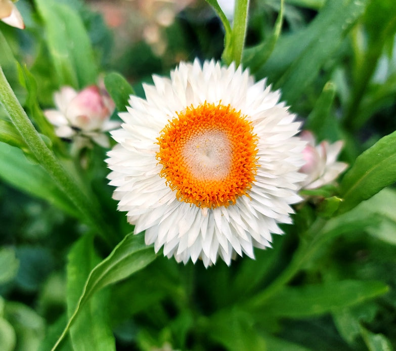 Strawflower Paper Daisy Helichrysum Monstrosum Seeds