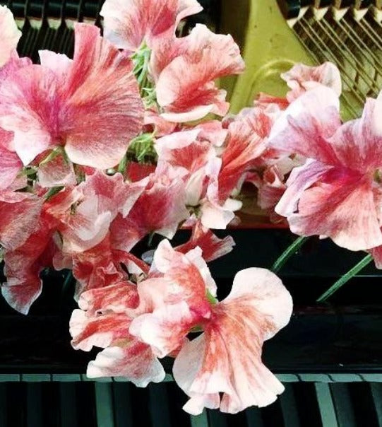 Sweet Pea Scarlet Streamer Seeds Boondie Seeds