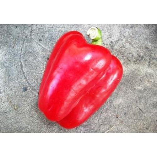 CAPSICUM 'Yolo Wonder' - Boondie Seeds