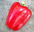 CAPSICUM 'Yolo Wonder' - Boondie Seeds