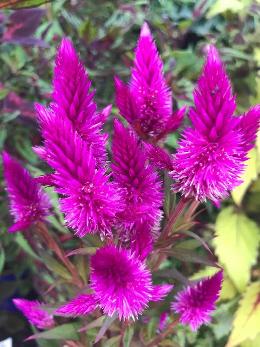 CELOSIA Spicata 'Flamingo Feather' / Cockscomb seeds