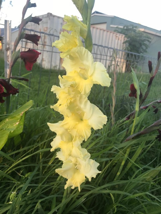 GLADIOLI mini bulbs Mixed