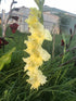 GLADIOLI mini bulbs Mixed