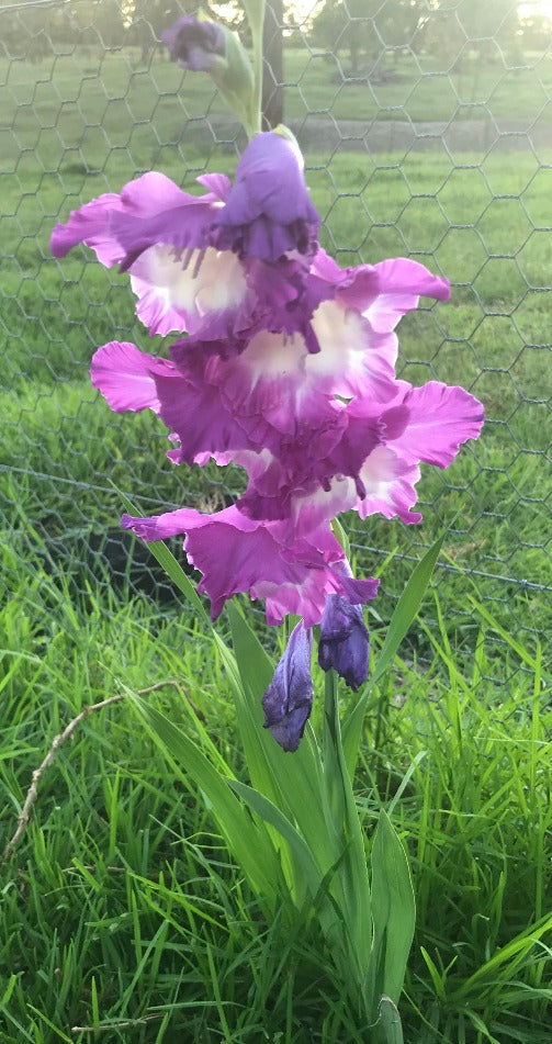 GLADIOLI mini bulbs Mixed