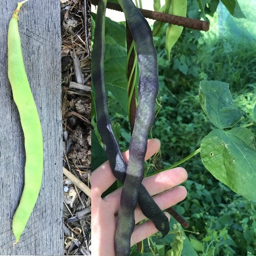 BEAN CLIMBING 'Cherokee Trial of Tears' seeds