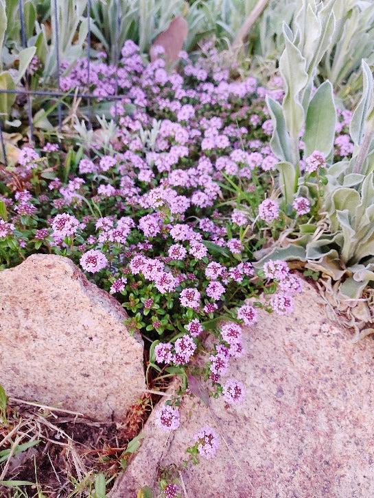 CREEPING THYME 'Pink' CUTTINGS / Thymus serpyllum