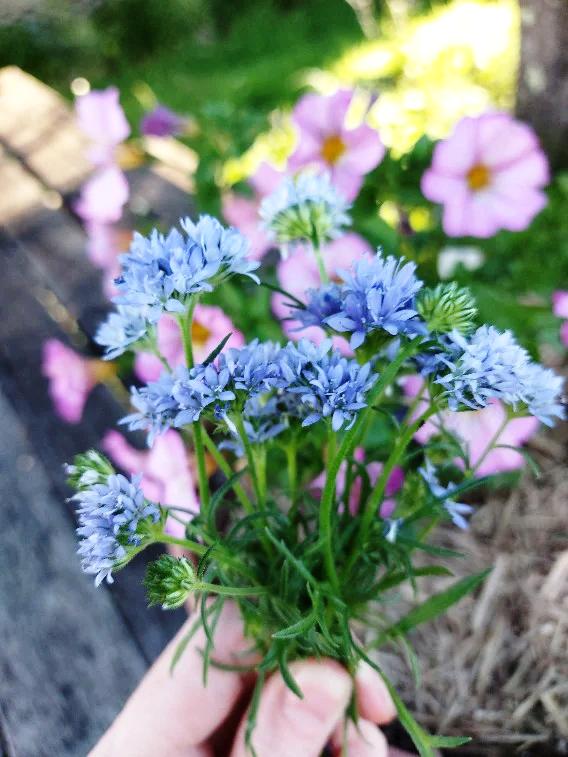 Queen Annes Thimbles / Fineflower / Gilia seeds