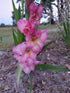 GLADIOLI mini bulbs Mixed