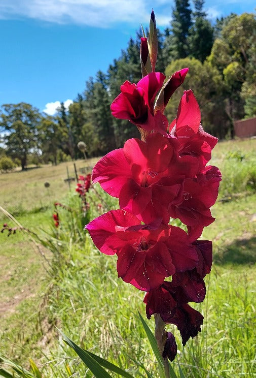 GLADIOLI mini bulbs Mixed