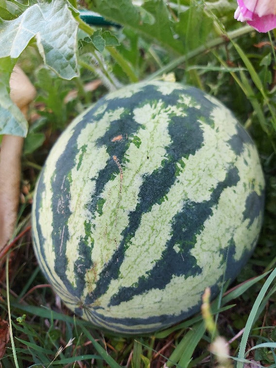 WATERMELON 'Japanese Cream' seeds