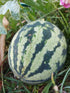 WATERMELON 'Japanese Cream' seeds