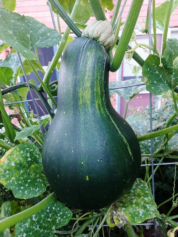 PUMPKIN 'Japanese Pie' seeds