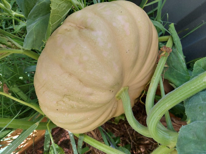 PUMPKIN 'Long Island Cheese' seeds