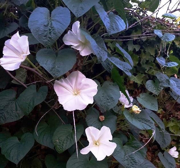 MOON FLOWER / IPOMOEA ALBA seeds