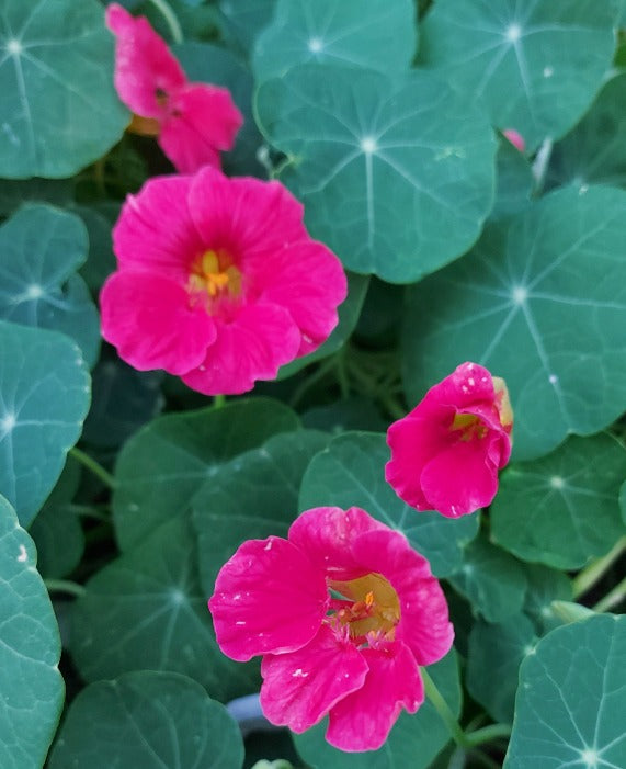 NASTURTIUM 'Jewel Cherry Rose' seeds