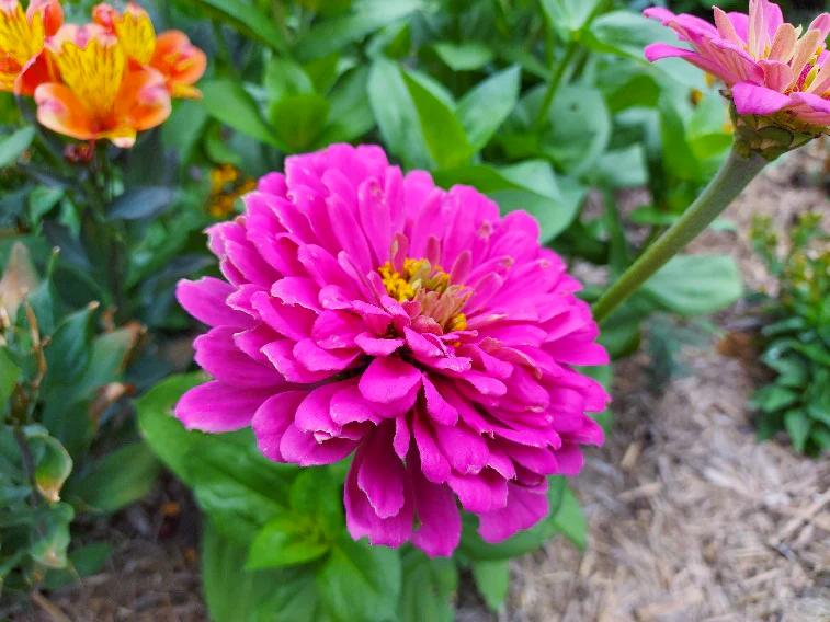 ZINNIA 'Violet Queen' seeds