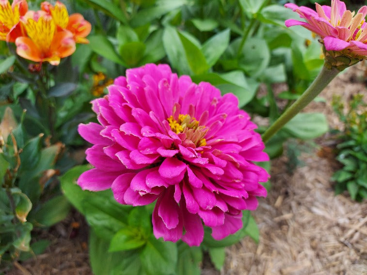 ZINNIA 'Cut Flower Mix' seeds