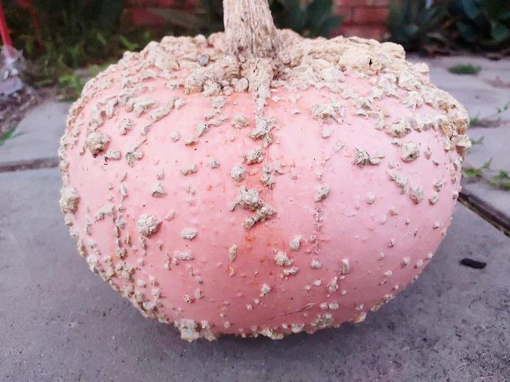 PUMPKIN 'Galeux D'Eysines' seeds