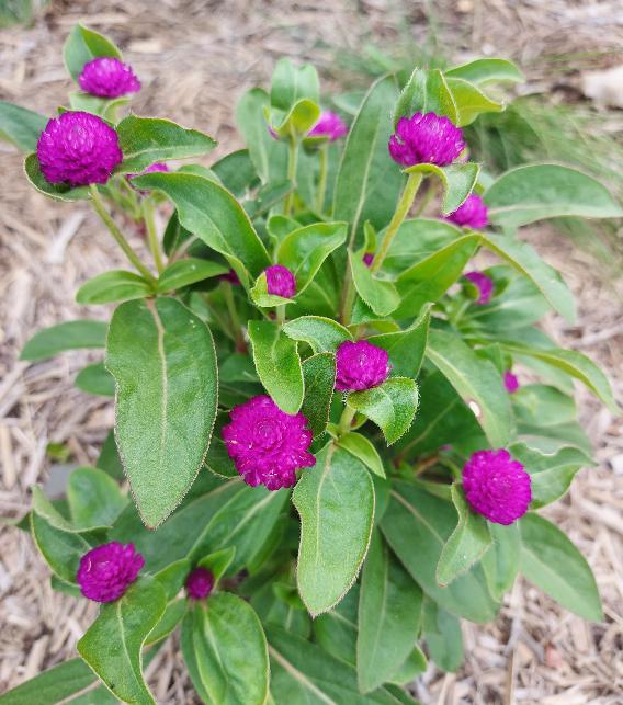 GLOBE AMARANTH / GOMPHRENA 'Dwarf Mix' *Edible* seeds