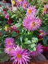 DAHLIA 'Cactus Flowered Mix' seeds