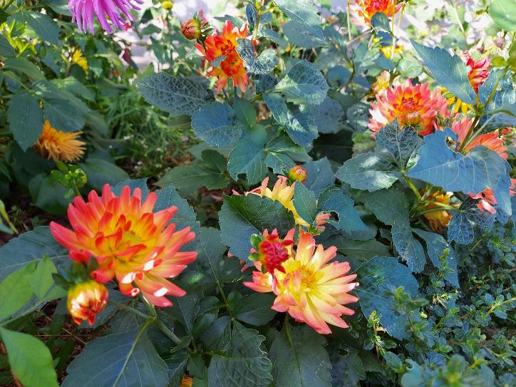 Dahlia 'Double Dwarf Mixed' seeds