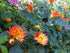 Dahlia 'Double Dwarf Mixed' seeds