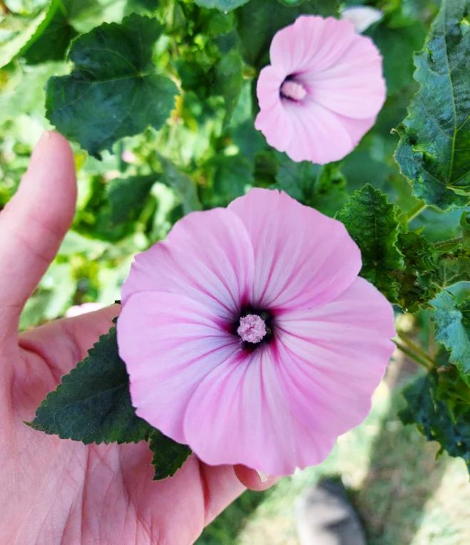 ROSE MALLOW 'Silvercup' / Lavatera trimestris seeds