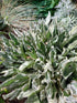 ROSE CAMPION Lychnis Coronaria 'White' seeds