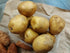 SEED POTATO - Yukon Gold