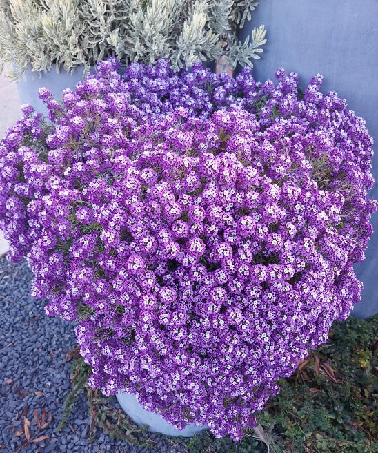 ALYSSUM 'Violet Queen' seeds