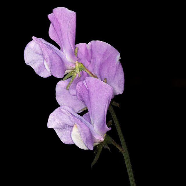 SWEET PEA 'Mammoth Lavender' seeds – Boondie Seeds