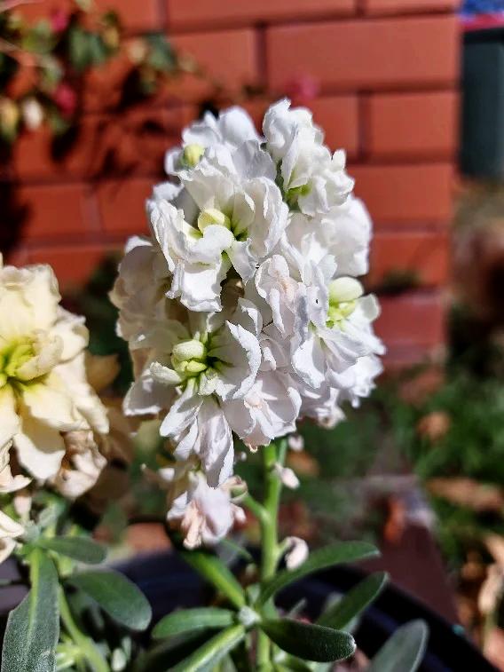 GIANT COLUMN STOCK 'White Christmas' seeds