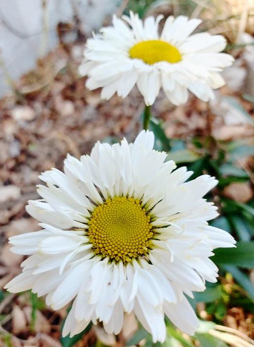 SHASTA DAISY seeds