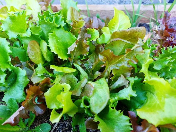 LETTUCE 'Gourmet Mixed' / Heirloom Mix seeds