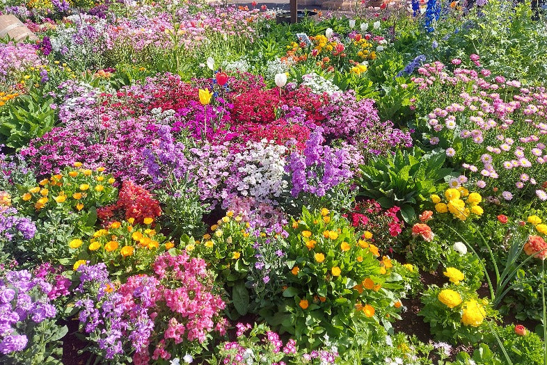 COTTAGE GARDEN MIX - Flower seeds