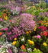 COTTAGE GARDEN MIX - Flower seeds