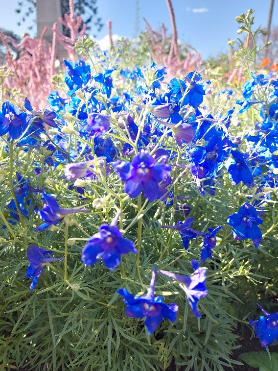 DELPHINIUM DWARF 'Blue Butterfly' seeds