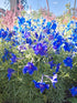 DELPHINIUM DWARF 'Blue Butterfly' seeds