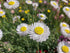 EVERLASTING DAISY 'White' / Native / PAPER DAISY seeds