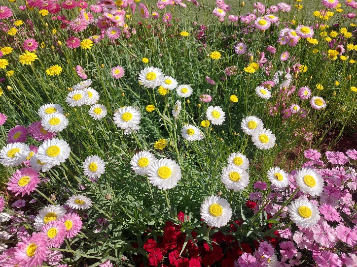 EVERLASTING DAISY 'White' / Native / PAPER DAISY seeds