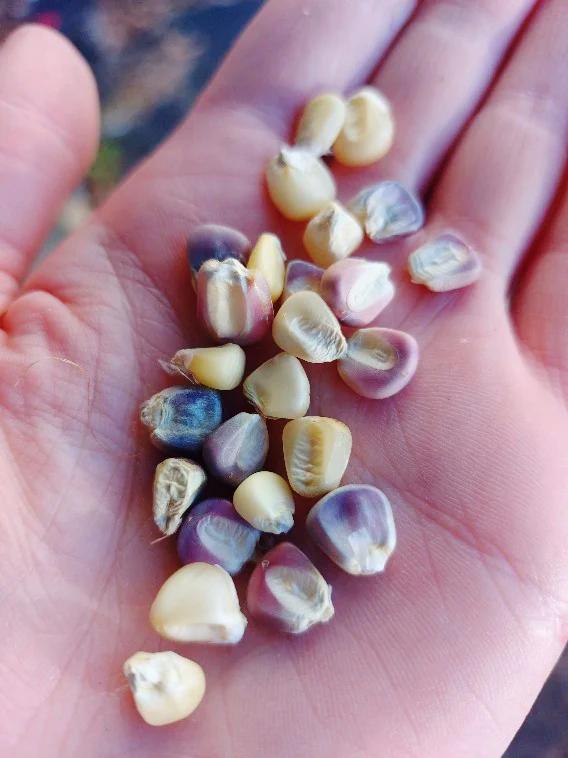 CORN 'Sticky Multicolour' / Waxy / Glutinous Maize seeds